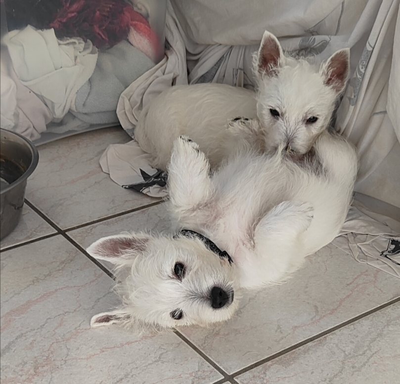 Cuccioli di west highland White terrier disponibili