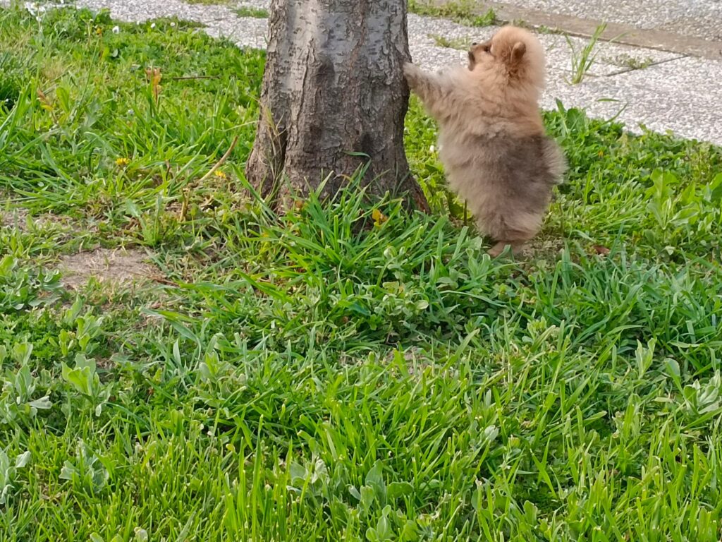 CUCCIOLI DI SPITZ NANO (POMERANIA)