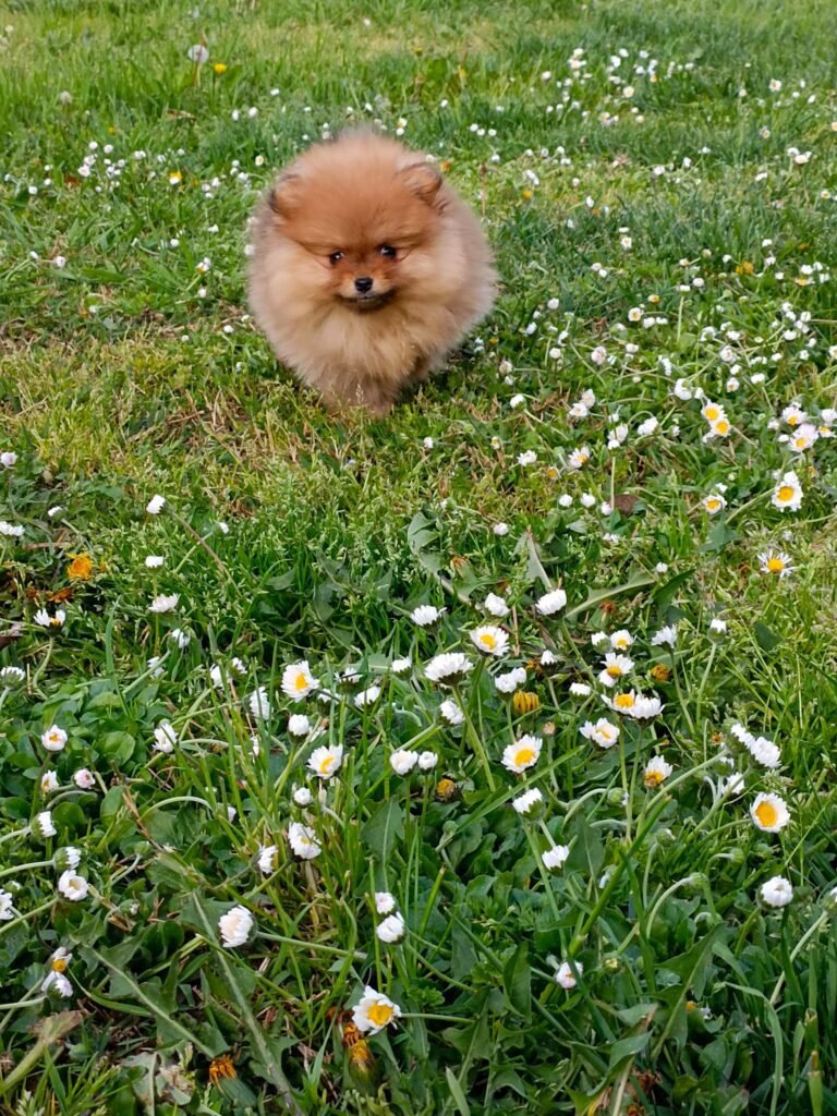 CUCCIOLI DI SPITZ NANO (POMERANIA)