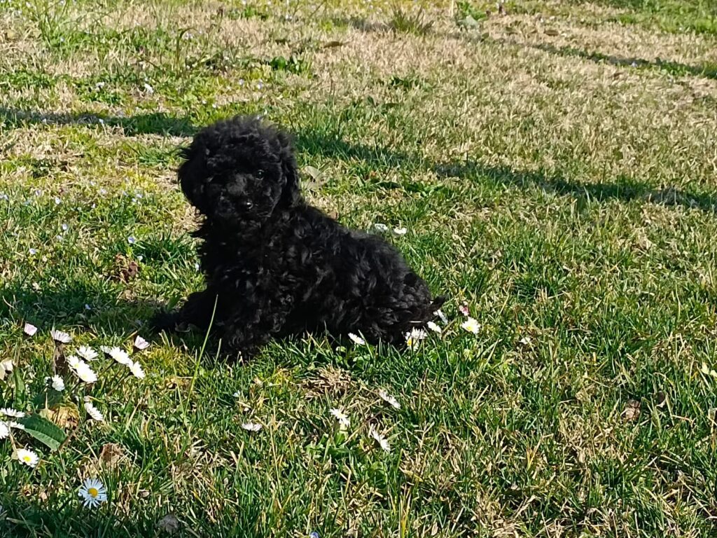 CUCCIOLI DI BARBONCINO NANO CON PEDIGREE ENCI