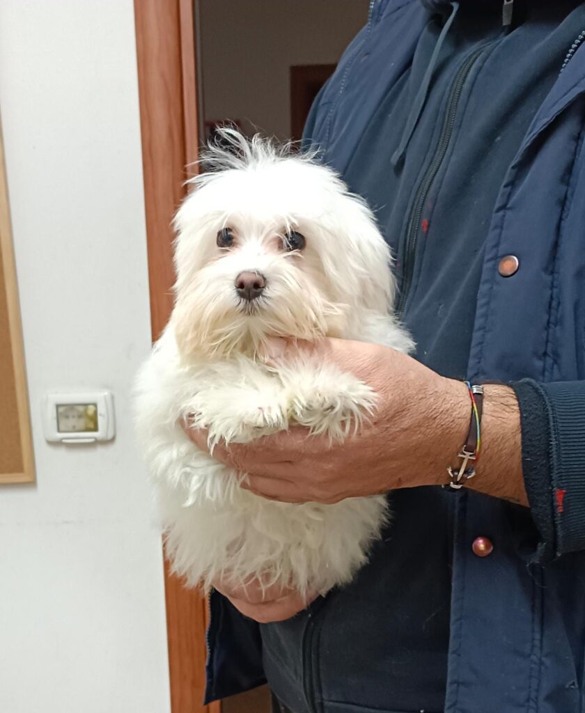 CUCCIOLI DI MALTESE