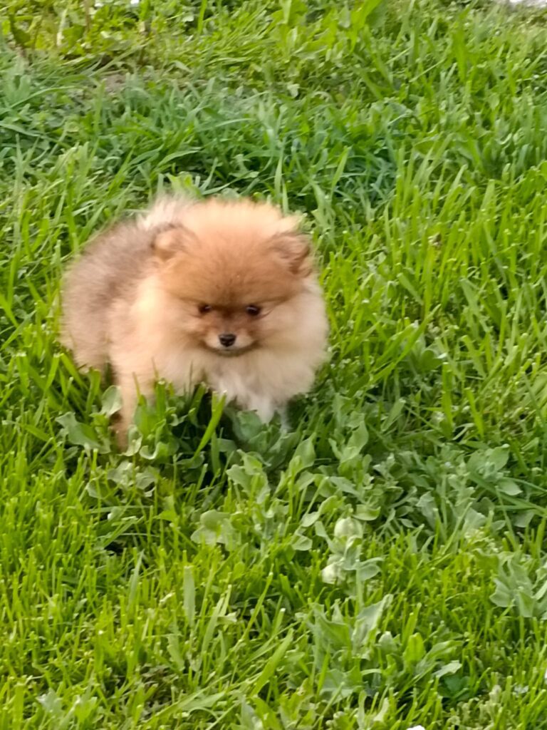 CUCCIOLI DI SPITZ NANO (POMERANIA)