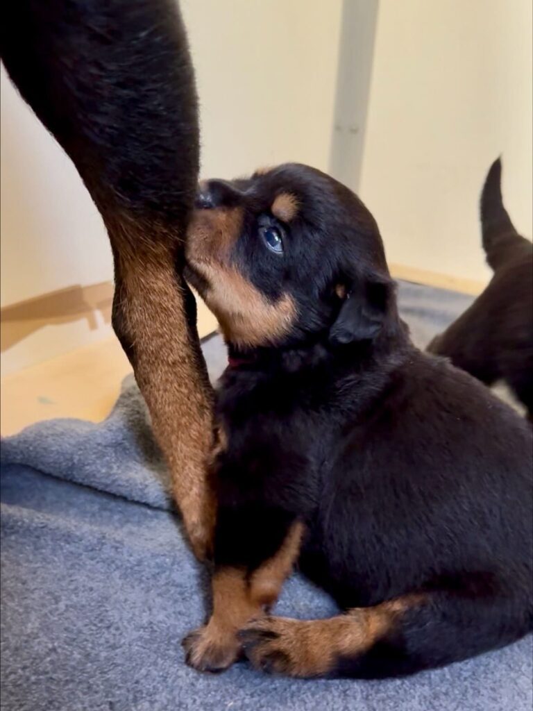 Cuccioli di Rottweiler con Pedigree ENCI – 2F e 3M