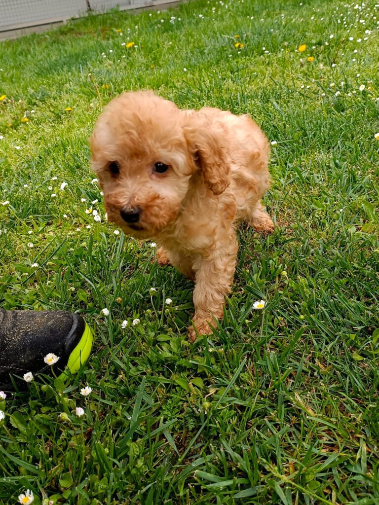 CUCCIOLI DI BARBONCINO NANO CON PEDIGREE ENCI