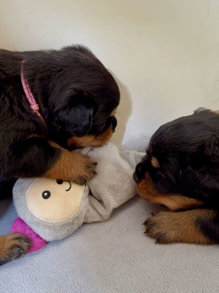 Cuccioli di Rottweiler con Pedigree ENCI – 2F e 3M
