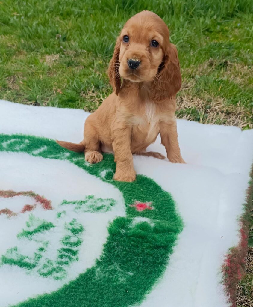 CUCCIOLI DI COCKER SPANIEL INGLESE CON PEDIGREE ENCI