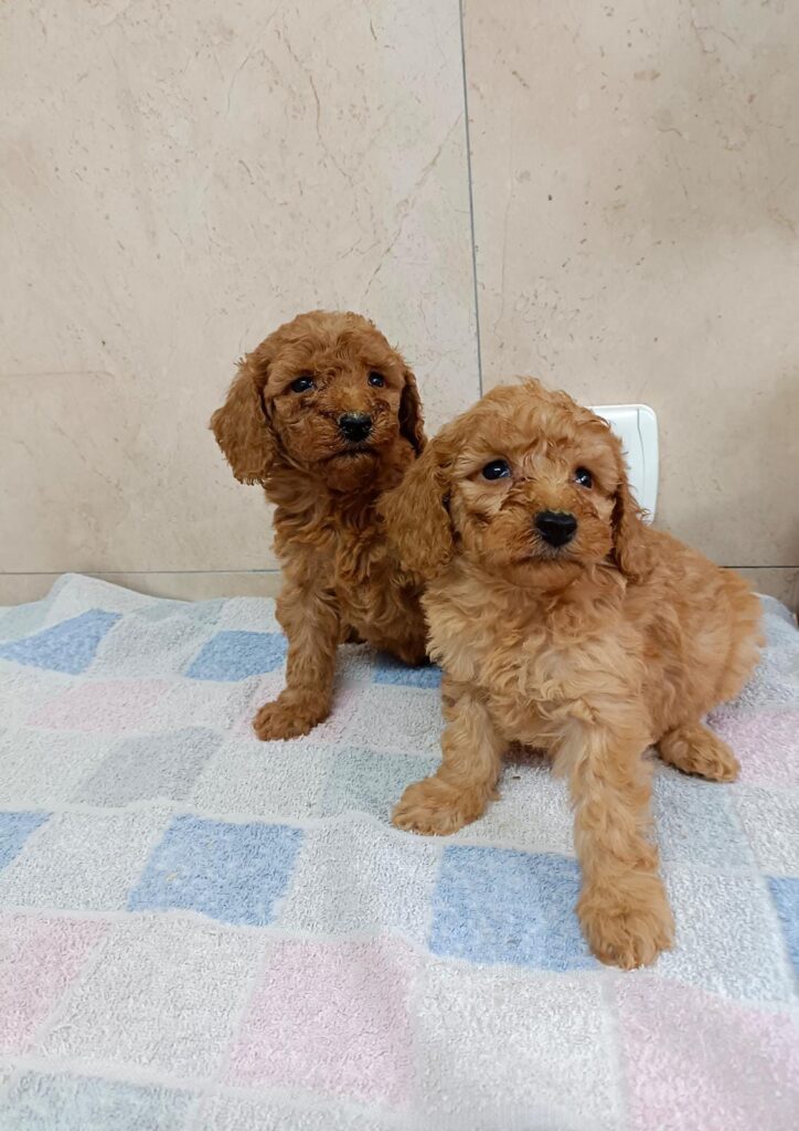 CUCCIOLI DI BARBONCINO NANO CON PEDIGREE ENCI