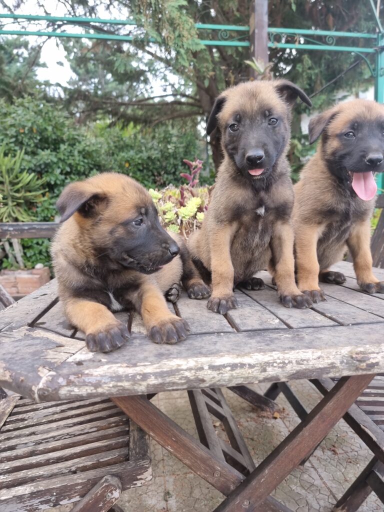 Cuccioli Pastore Belga Malinois con pedigree ENCI in Campania