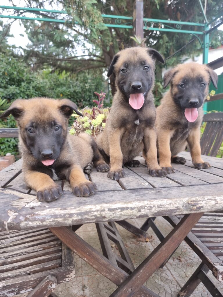 Cuccioli Pastore Belga Malinois con pedigree ENCI in Campania