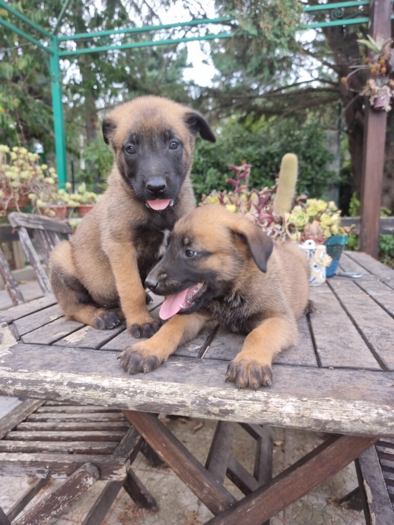 Allevamento Pastore Belga Malinois Napoli Salerno Benevento Avellino Caserta Campania