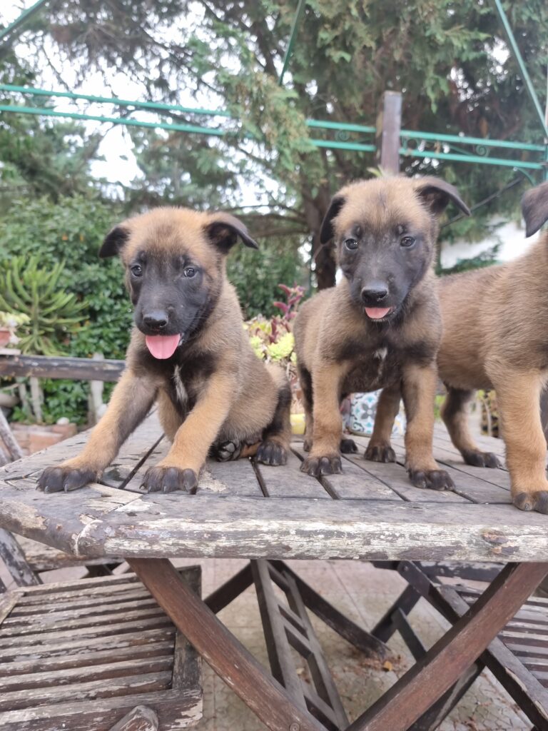 Cuccioli Pastore Belga Malinois con pedigree ENCI in Campania