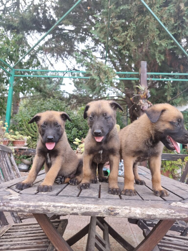Cuccioli Pastore Belga Malinois con pedigree ENCI in Campania