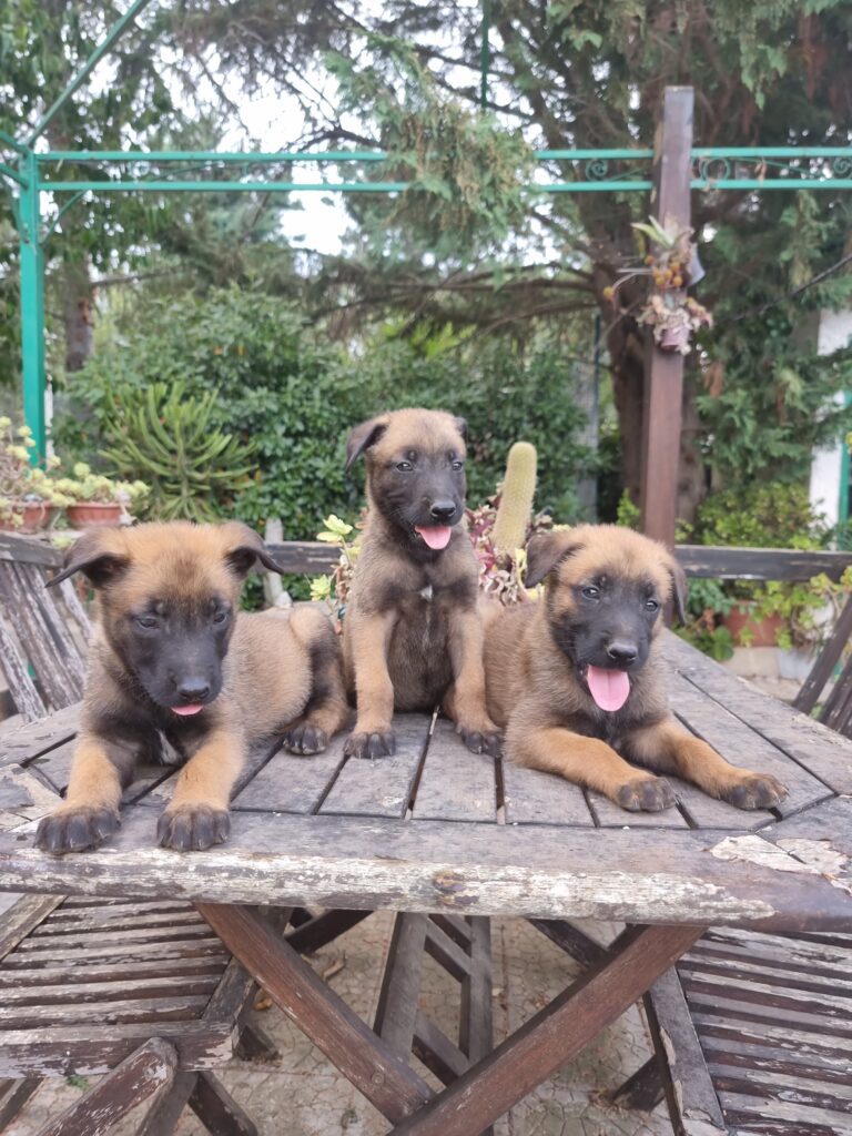 Allevamento Pastore Belga Malinois Napoli Salerno Benevento Avellino Caserta Campania