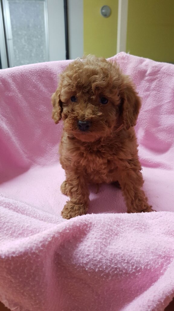 CUCCIOLI DI BARBONCINO NANO CON PEDIGREE ENCI