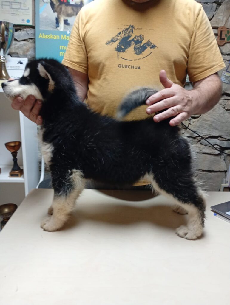 Cuccioli Alaskan Malamute