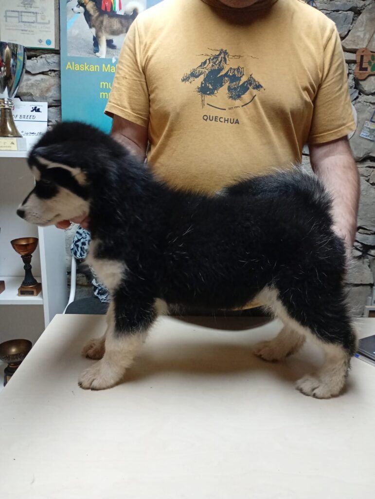 Cuccioli Alaskan Malamute
