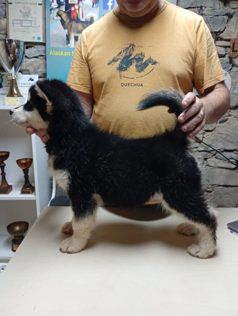 Cuccioli Alaskan Malamute