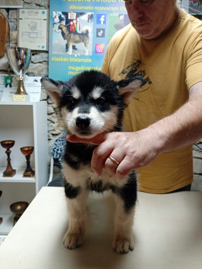 Cuccioli Alaskan Malamute