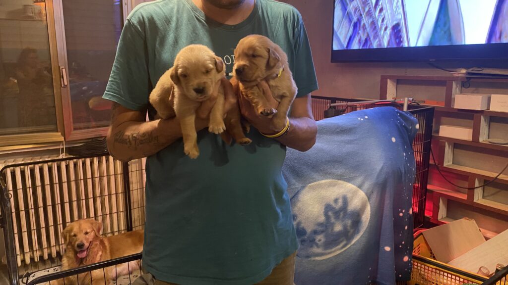 CUCCIOLI GOLDEN RETRIEVER AMERICANI 100%