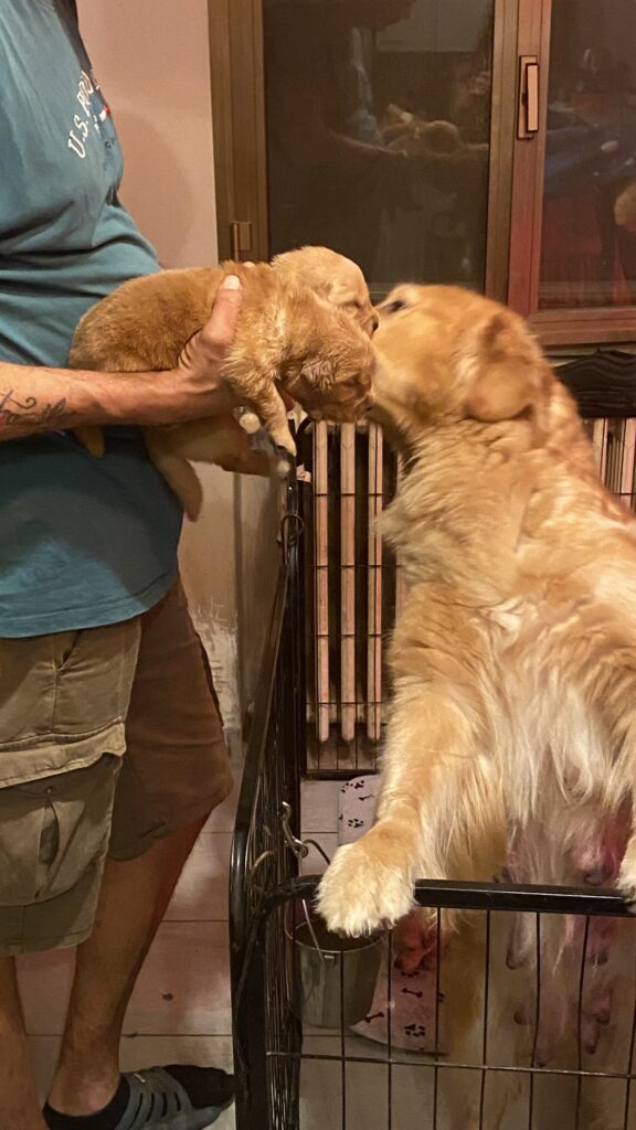 CUCCIOLI GOLDEN RETRIEVER AMERICANI 100%