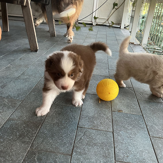 Cuccioli Pastore Australiano con pedigree