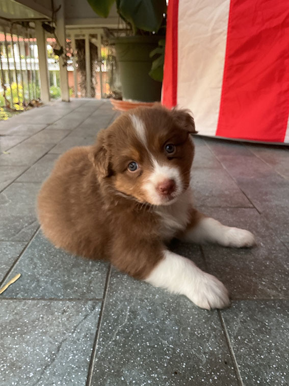 Cuccioli Pastore Australiano con pedigree