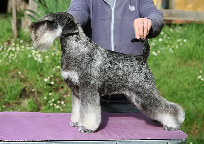 Cuccioli schnauzer nano
