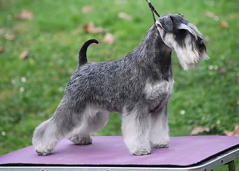 Cuccioli schnauzer nano
