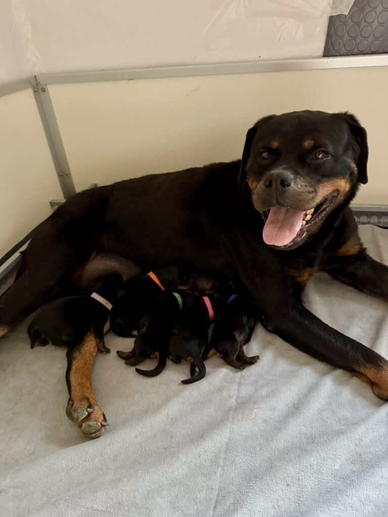 Cuccioli di Rottweiler con Pedigree ENCI – 2F e 3M