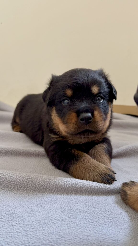 Cuccioli di Rottweiler con Pedigree ENCI – 2F e 3M