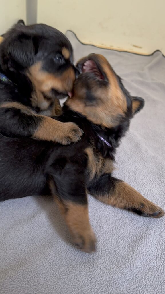 Cuccioli di Rottweiler con Pedigree ENCI – 2F e 3M