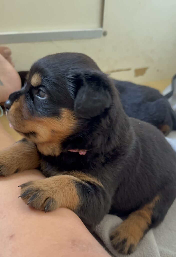 Cuccioli di Rottweiler con Pedigree ENCI – 2F e 3M