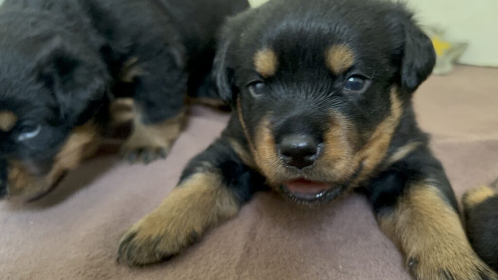 Cuccioli di Rottweiler con Pedigree ENCI – 2F e 3M