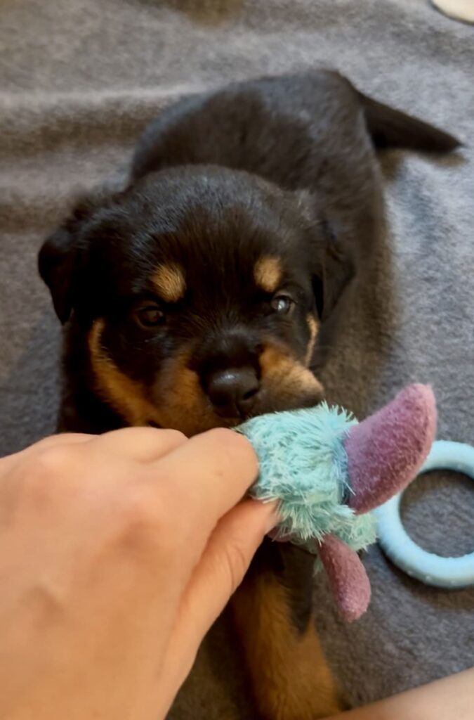 Cuccioli di Rottweiler con Pedigree ENCI – 2F e 3M