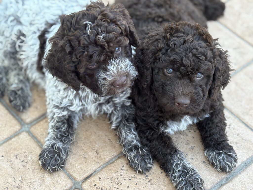 Cuccioli Lagotto Romagnolo