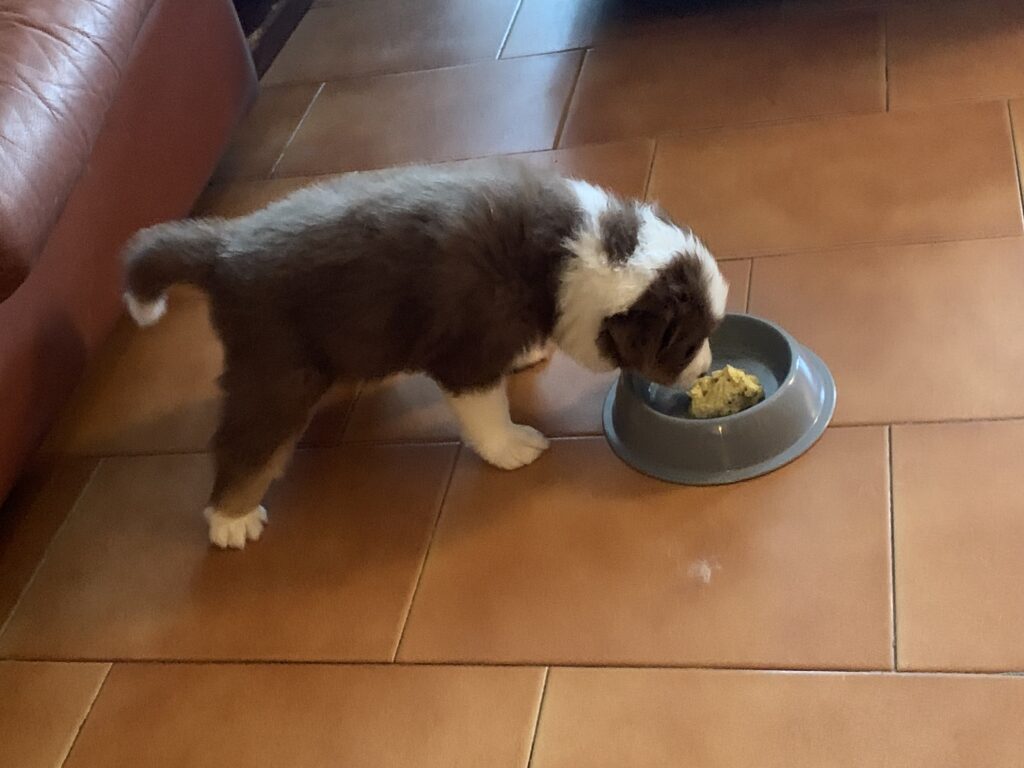 Cuccioli Pastore Australiano con pedigree