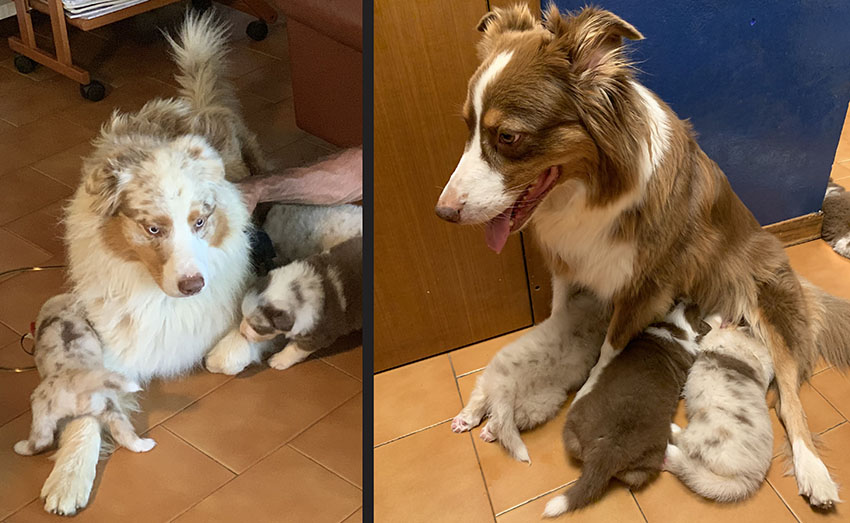 Cuccioli Pastore Australiano con pedigree