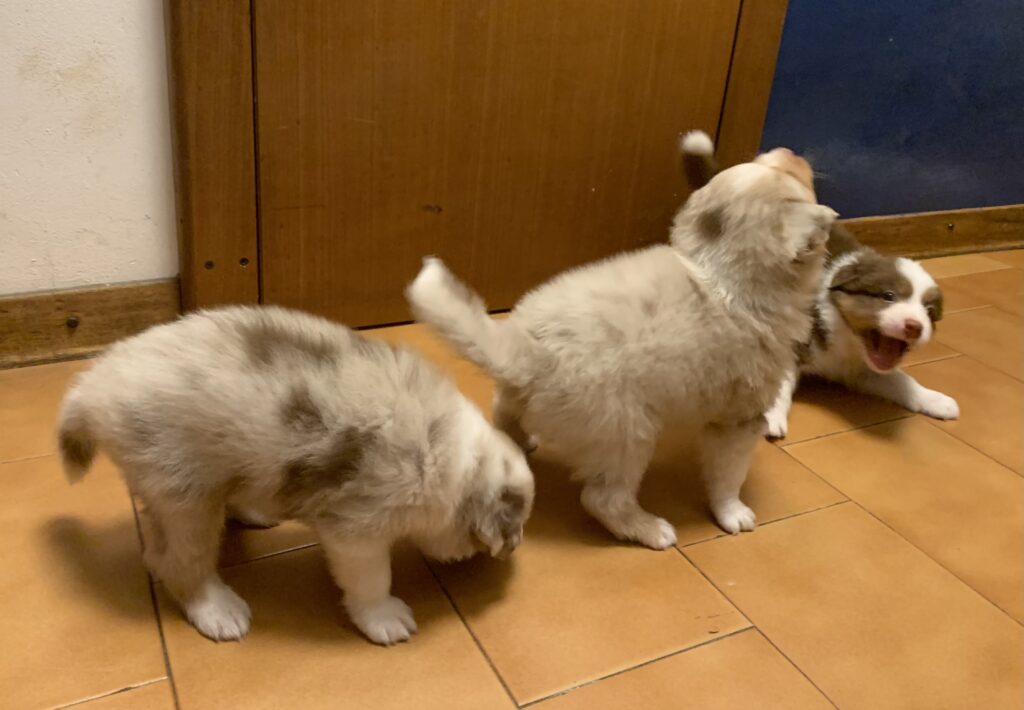 Cuccioli Pastore Australiano con pedigree