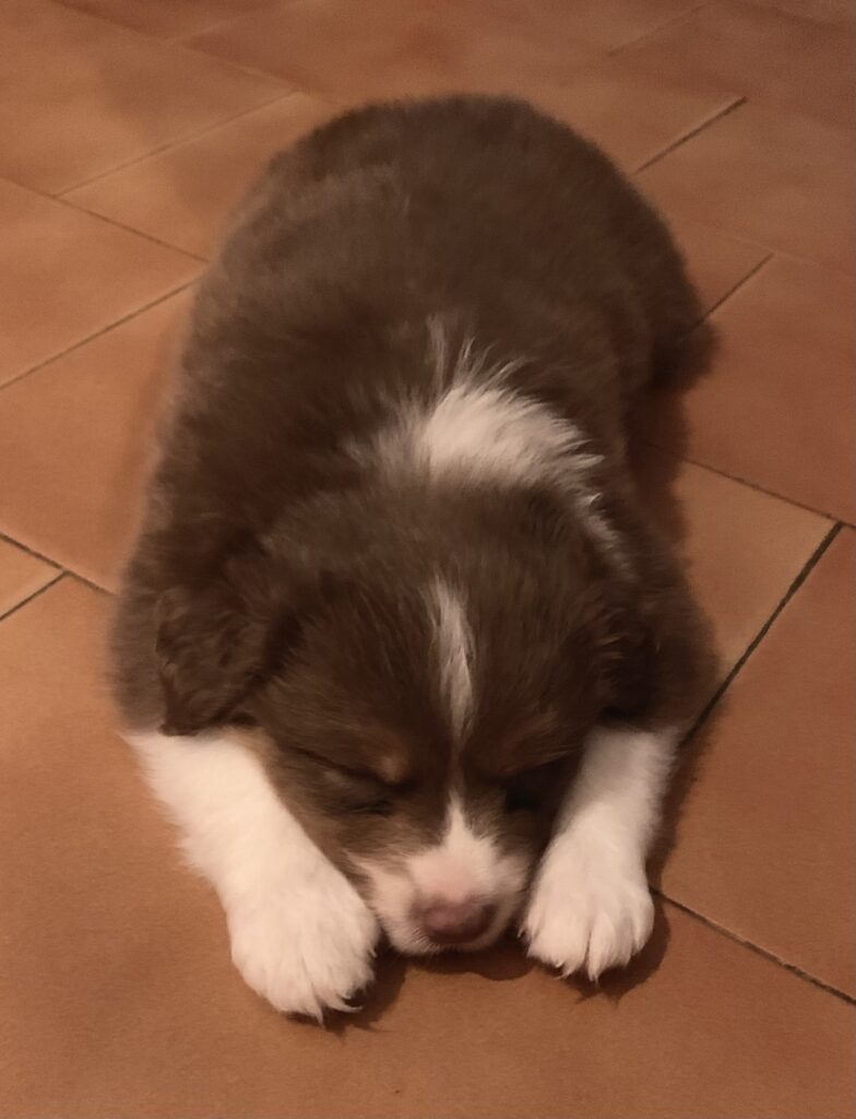 Cuccioli Pastore Australiano con pedigree