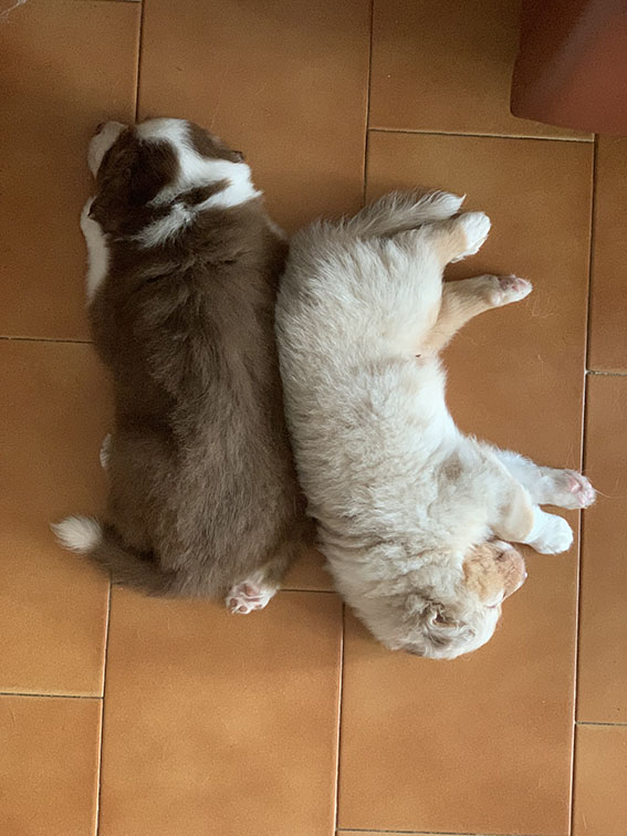 Cuccioli Pastore Australiano con pedigree