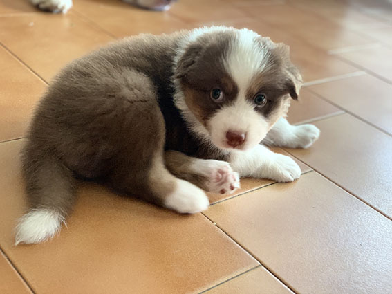 Cuccioli Pastore Australiano con pedigree