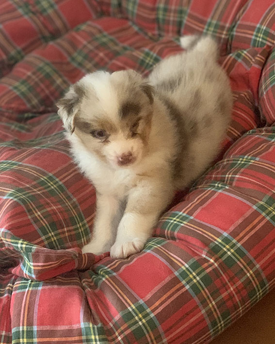 Cuccioli Pastore Australiano con pedigree