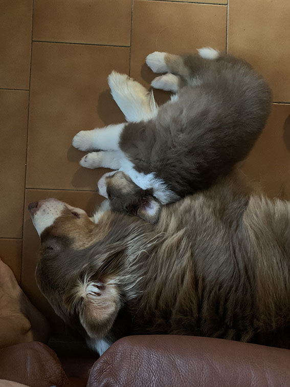 Cuccioli Pastore Australiano con pedigree