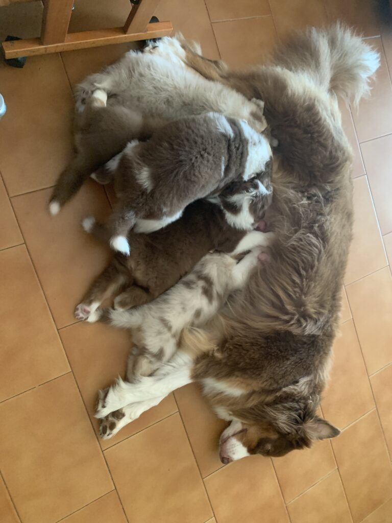 Cuccioli Pastore Australiano con pedigree