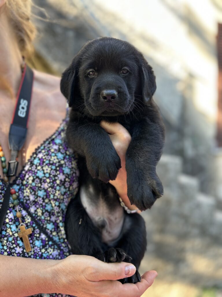 CUCCIOLI LABRADOR RETRIEVER CON PEDIGREE
