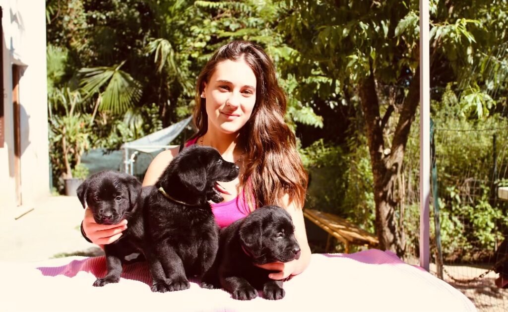CUCCIOLI LABRADOR RETRIEVER CON PEDIGREE
