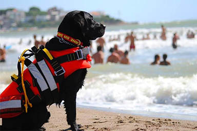 Intera famiglia rischia di annegare, due cagnolone la salvano