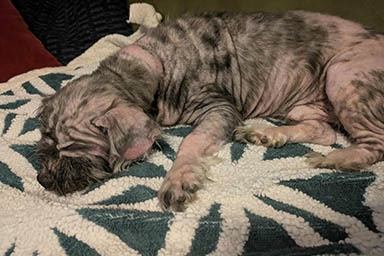 Joiner, “il cane più brutto del mondo” diventa celebre ma cerca casa