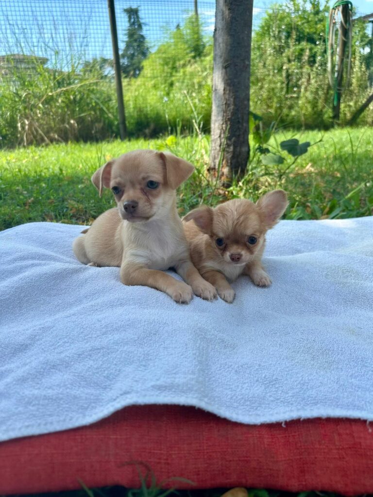 CUCCIOLI DI CHIHUAHUA CON PEDIGREE ENCI