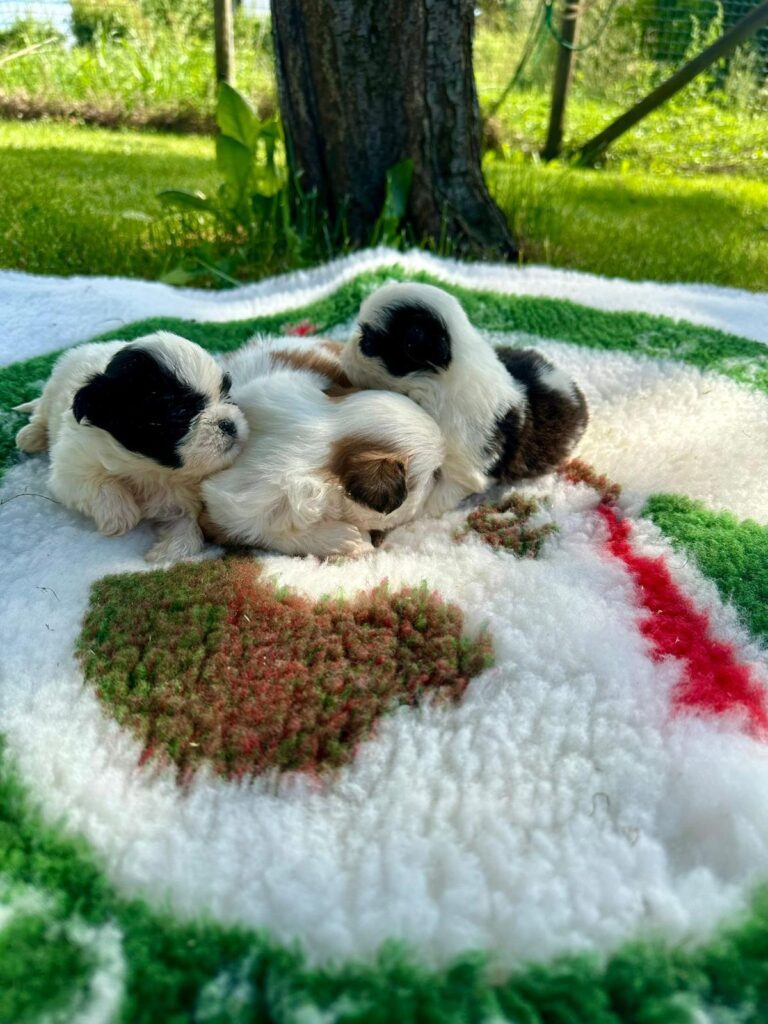CUCCIOLI DI SHIH-TZU